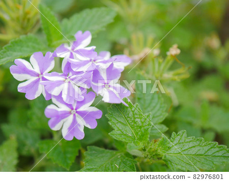 Verbena 2 Ice Twinkle Verbena 2 Ice Twinkle 82976801