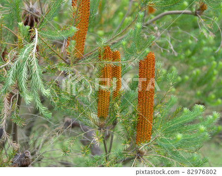 班克西亞 1 82976802