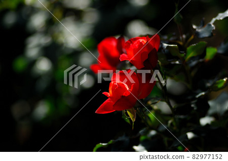 The bright red rose I saw someday The bright red rose I saw someday 82977152