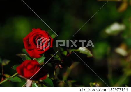 The bright red rose I saw someday 82977154