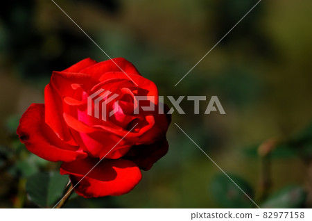 The bright red rose I saw someday The bright red rose I saw someday 82977158