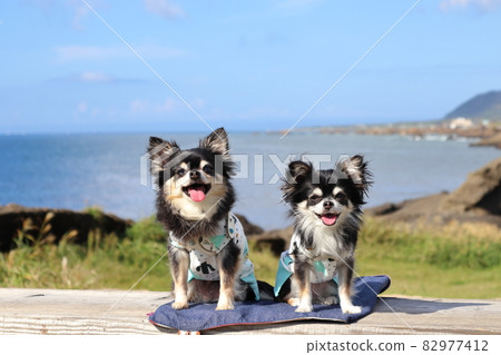 好朋友吉娃娃海走多頭 82977412