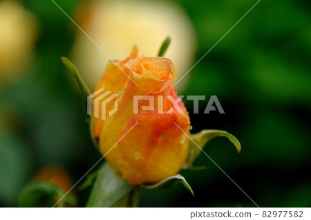 我在附近看到的黃玫瑰 我在附近看到的黃玫瑰 82977582
