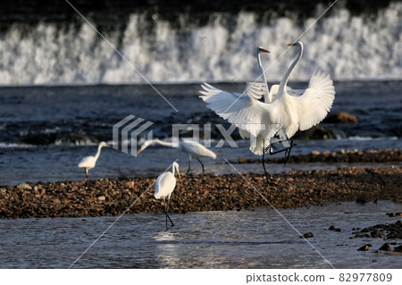 egret 82977809