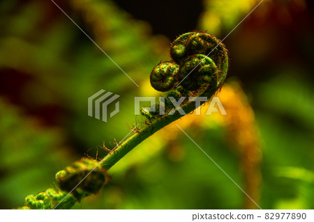 Curled young leaf of fern Nature background Curled young leaf of fern Nature background 82977890