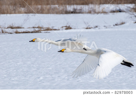 兩隻天鵝連續飛翔 兩隻天鵝連續飛翔 82978003