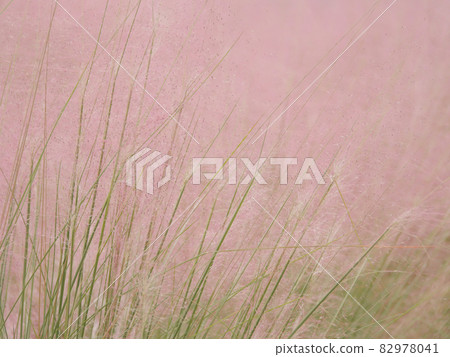 Mullenbergia 2 Mullenbergia 2 82978041