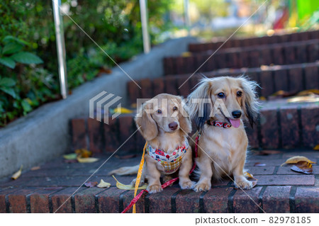 兩隻臘腸犬在公園散步 82978185