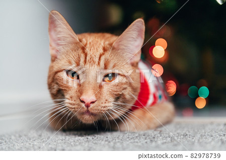 ginger cat jumper