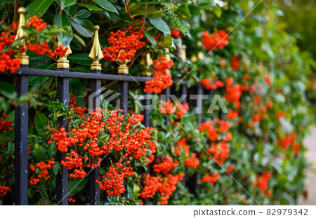 Hawthorn hedge with red hawthorn berries and black railings. This hawthorn hedge forms the boundary to a front garden and the red berries make attractive screening. Shallow depth of field. Hawthorn hedge with red hawthorn berries and black railings. This hawthorn hedge forms the boundary to a front garden and the red berries make attractive screening. Shallow depth of field. 82979342