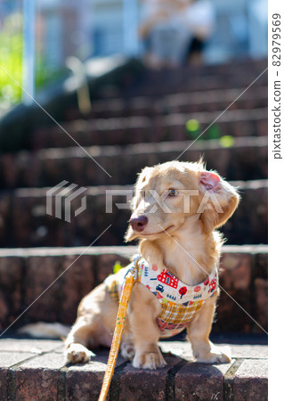 Take a walk Kaninhen Dachshund Take a walk Kaninhen Dachshund 82979569