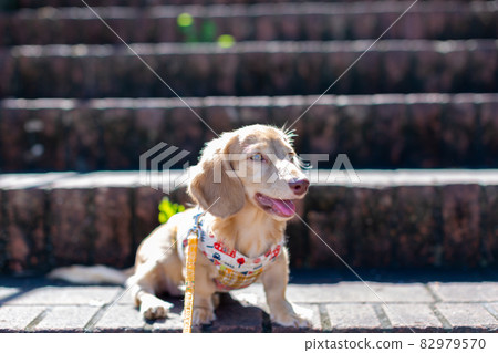 Take a walk Kaninhen Dachshund 82979570