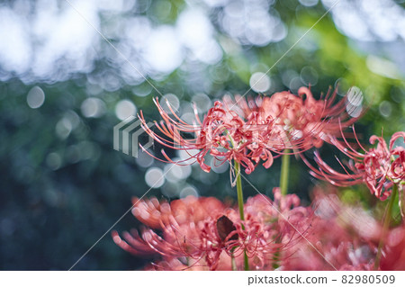Cluster amaryllis 82980509