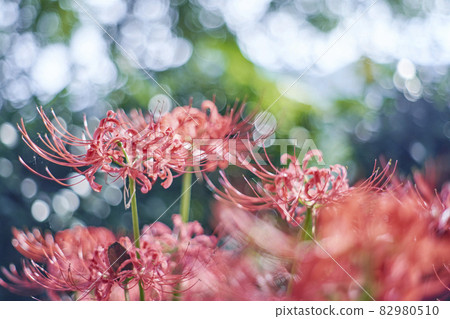 Cluster amaryllis 82980510