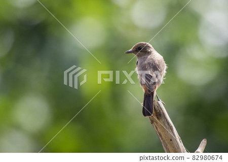 Image of Asian Brown Flycatcher (Muscicapa dauurica) on branch on nature background. Bird. Animals. Image of Asian Brown Flycatcher (Muscicapa dauurica) on branch on nature background. Bird. Animals. 82980674