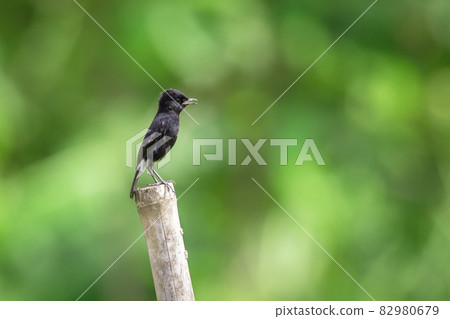 Image of Pied Bushchat Bird (Saxicola caprata) on branch on nature background. Bird. Animals. 82980679
