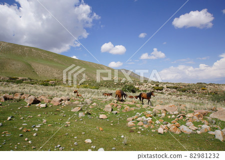 Horses near the village of Kyrgyz Koticol Horses near the village of Kyrgyz Koticol 82981232