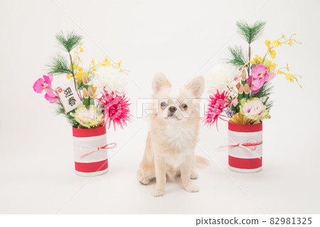 Long coat Chihuahua sitting next to Kadomatsu 82981325