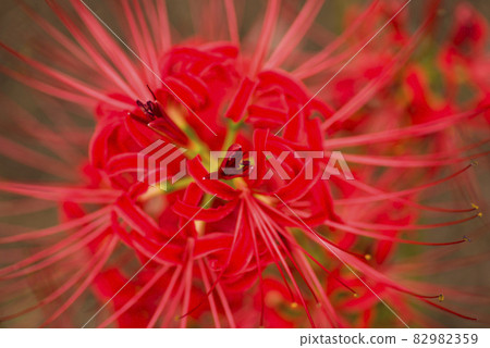 The red flowers of cluster amaryllis are in bloom. The scientific name is Lycoris radiata. The red flowers of cluster amaryllis are in bloom. The scientific name is Lycoris radiata. 82982359