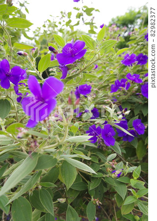 紫色Tibouchina海膽花盛開。學名是Tibouchina urvilleana。 82982377