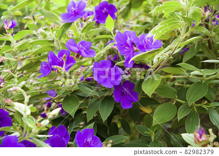 紫色Tibouchina海膽花盛開。學名是Tibouchina urvilleana。 紫色Tibouchina海膽花盛開。學名是Tibouchina urvilleana。 82982379