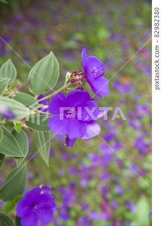紫色Tibouchina海膽花盛開。學名是Tibouchina urvilleana。 82982380