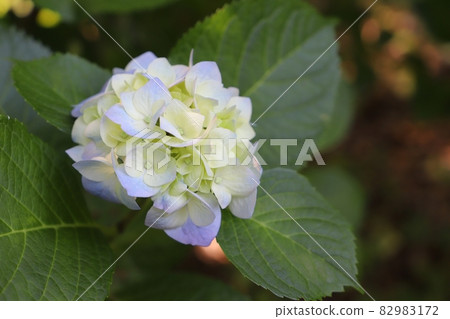 Gomadouyama的繡球花（新潟縣田上町） 82983172