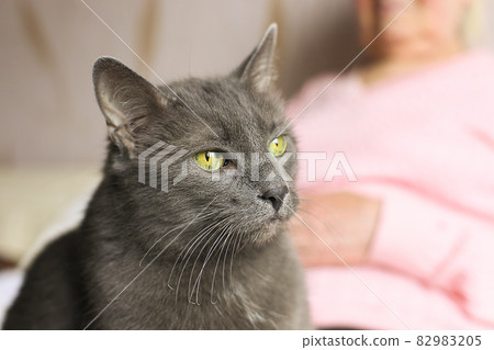 Old grey grumpy cat sits on grandmother's laps, being serious. Old grey grumpy cat sits on grandmother's laps, being serious. 82983205