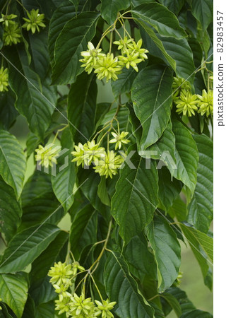 The Kanrenboku tree bears thorny fruits. The scientific name is Camptotheca acuminata. The Kanrenboku tree bears thorny fruits. The scientific name is Camptotheca acuminata. 82983457