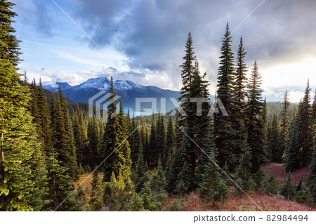 Green Trees in Canadian nature. Sunny Fall Season. 82984494