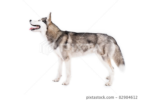 Funny female dog of husky breed with open mouth and bright blue eyes. 82984612