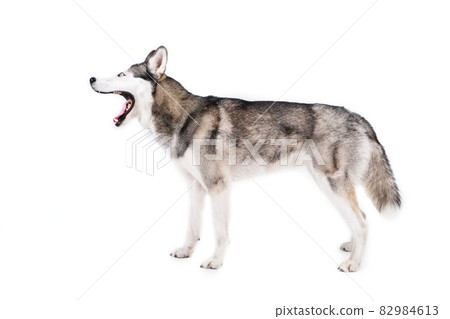 Funny female dog of husky breed with open mouth and bright blue eyes. 82984613