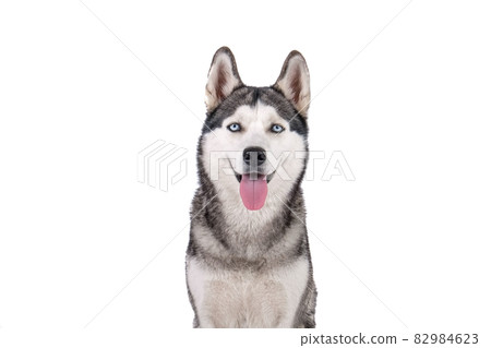 Funny female dog of husky breed with open mouth and bright blue eyes. Funny female dog of husky breed with open mouth and bright blue eyes. 82984623
