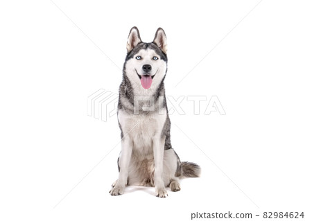 Funny female dog of husky breed with open mouth and bright blue eyes. Funny female dog of husky breed with open mouth and bright blue eyes. 82984624