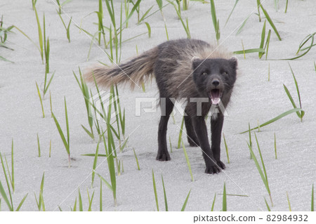 Barking commander polar fox 82984932