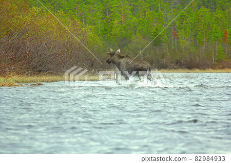 Time of migration 9. Moose cross wide North of river 82984933