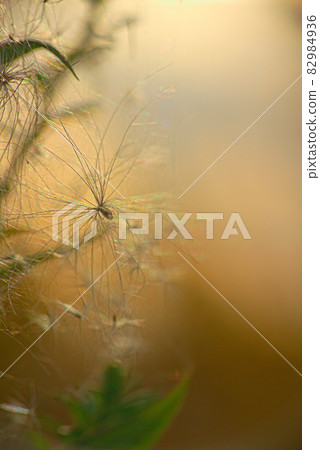 Many seeds-flyers of dandelion. Many seeds-flyers of dandelion. 82984936