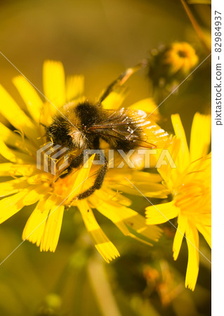 summer Bumble bee insect flower macro summer Bumble bee insect flower macro 82984937