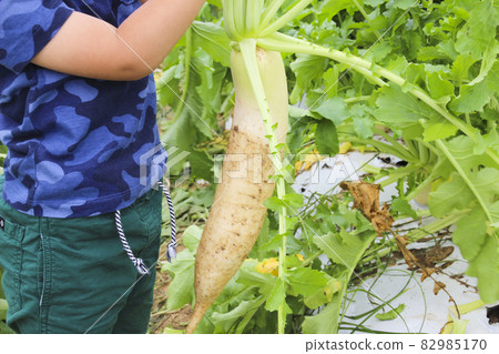 Radish harvested by children (3 years old / boy) Radish harvested by children (3 years old / boy) 82985170