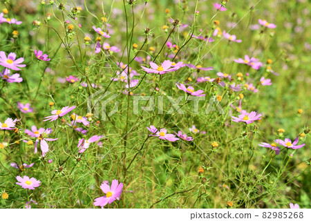 Cosmos field in full bloom Cosmos field in full bloom 82985268