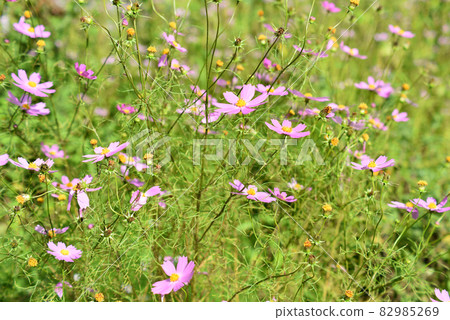 Cosmos field in full bloom Cosmos field in full bloom 82985269