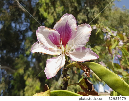 the orchid tree Bauhinia variegata is a species of flowering plant in the legume family Fabaceae 82985679