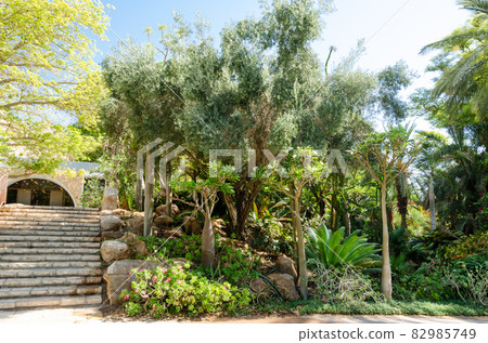 The Botanical Garden at Kibbutz Ein Gedi The Botanical Garden at Kibbutz Ein Gedi 82985749