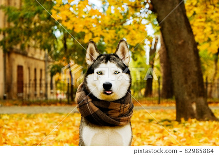 Husky dog at park in autumn. 82985884