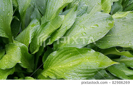 Green hosta with water drops on leafs, close-up photo Green hosta with water drops on leafs, close-up photo 82986269