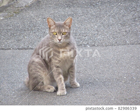 Imagem de pato y gato #114102666