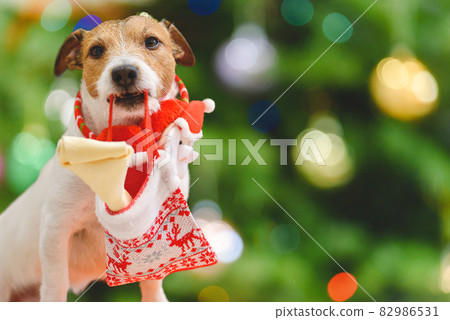 Pet dog holding in mouth Christmas stocking with dog bone as holiday gift Pet dog holding in mouth Christmas stocking with dog bone as holiday gift 82986531