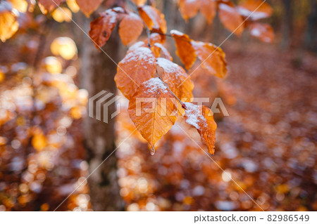 autumn leaves in ice . first frost 82986549