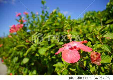 路邊的芙蓉 路邊的芙蓉 82987420