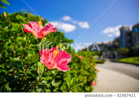 路邊的芙蓉 路邊的芙蓉 82987421